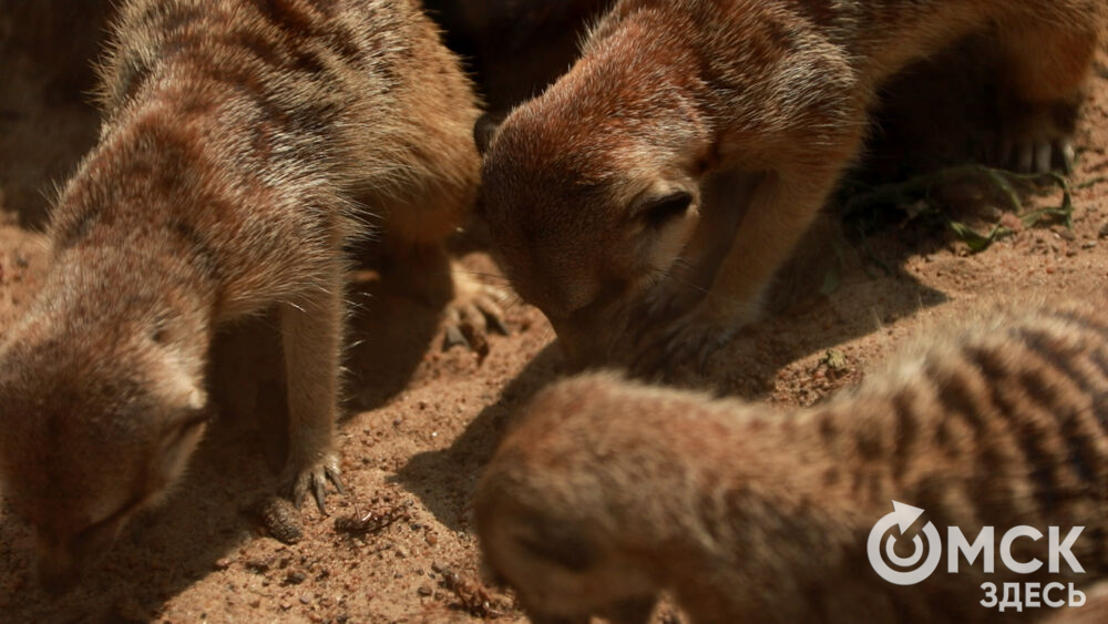 Большереченский зоопарк устроил для гостей показательные кормления хищников.