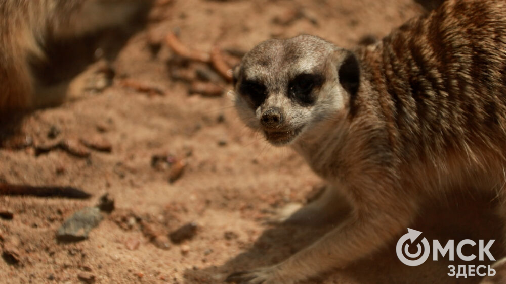 Большереченский зоопарк устроил для гостей показательные кормления хищников.