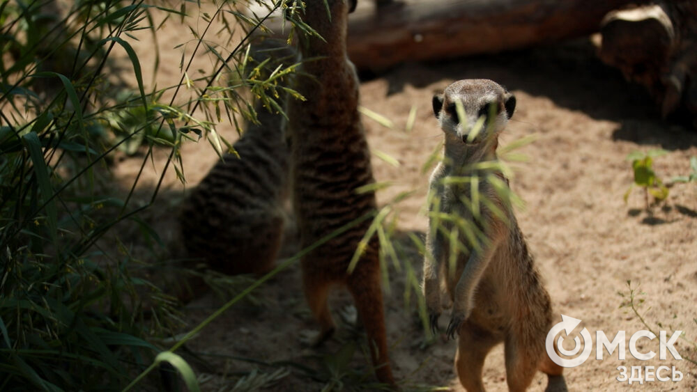 Большереченский зоопарк устроил для гостей показательные кормления хищников.