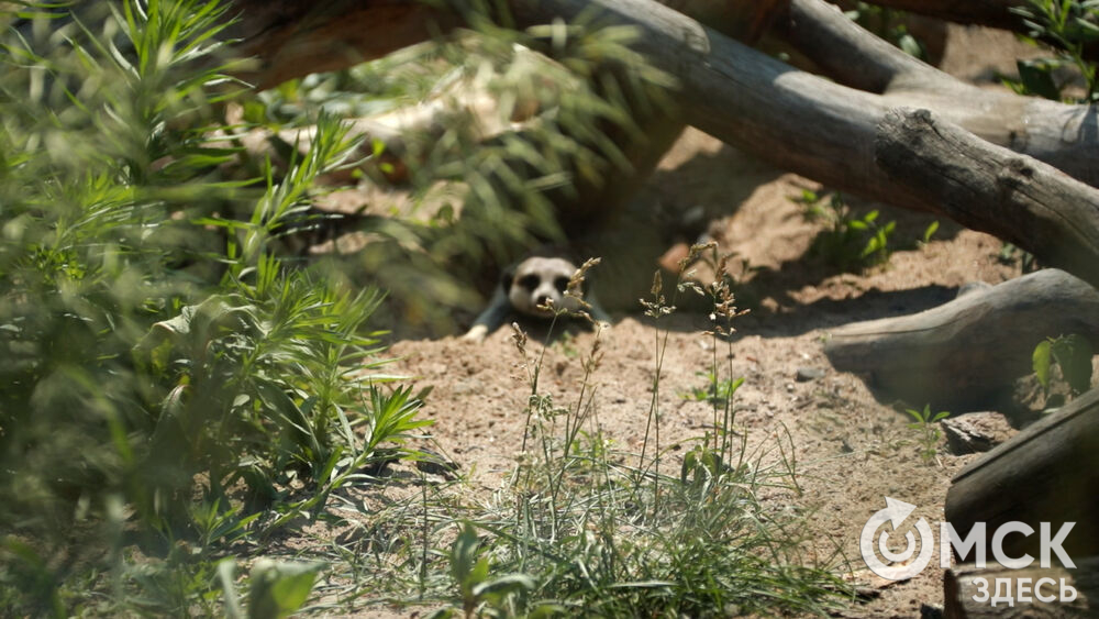 Большереченский зоопарк устроил для гостей показательные кормления хищников.