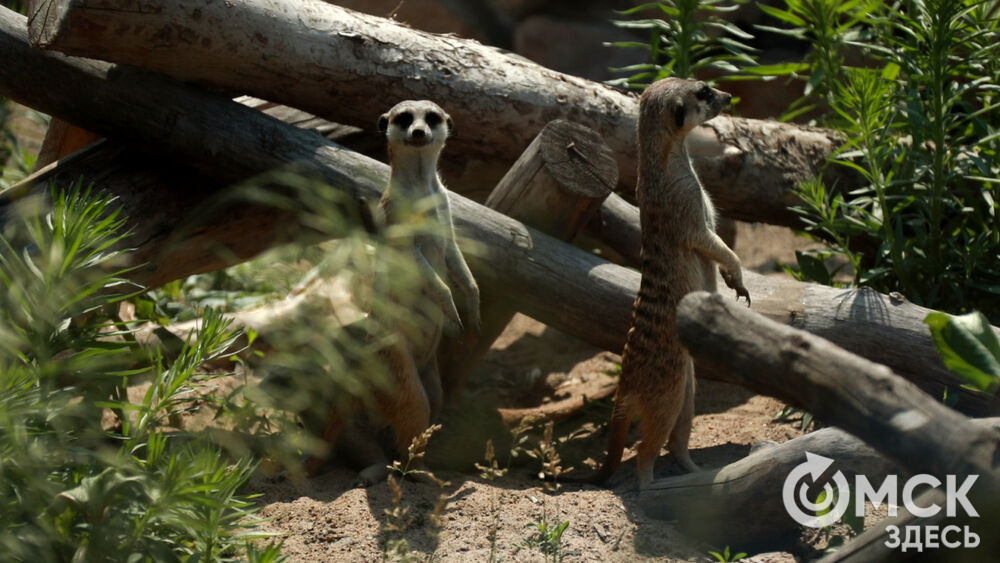 Большереченский зоопарк устроил для гостей показательные кормления хищников.