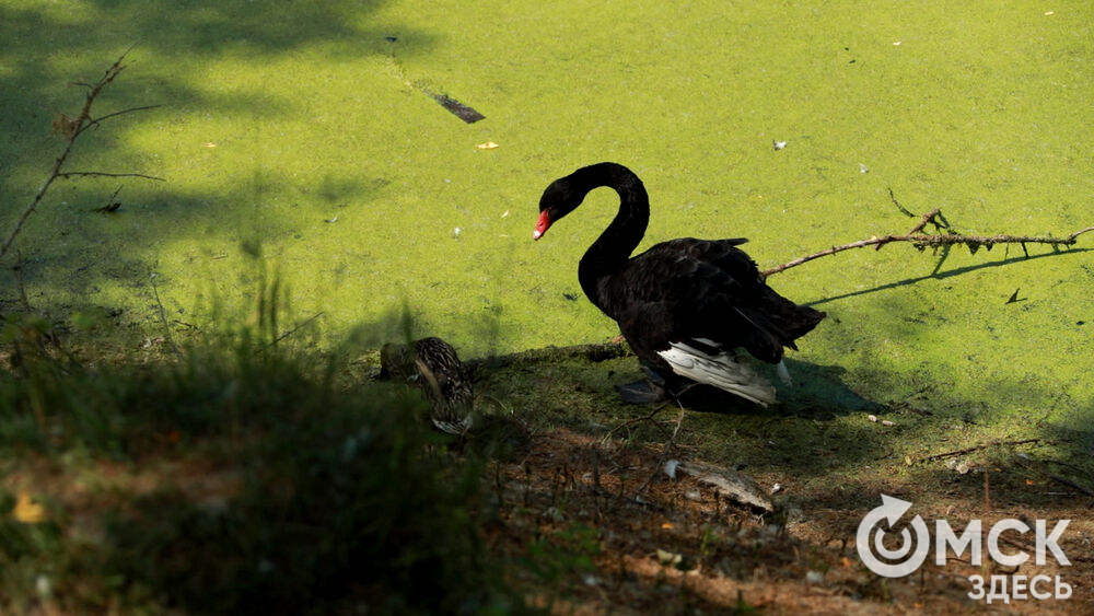 Большереченский зоопарк устроил для гостей показательные кормления хищников.