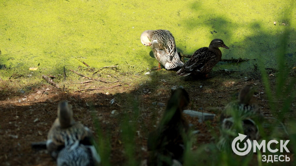 Большереченский зоопарк устроил для гостей показательные кормления хищников.