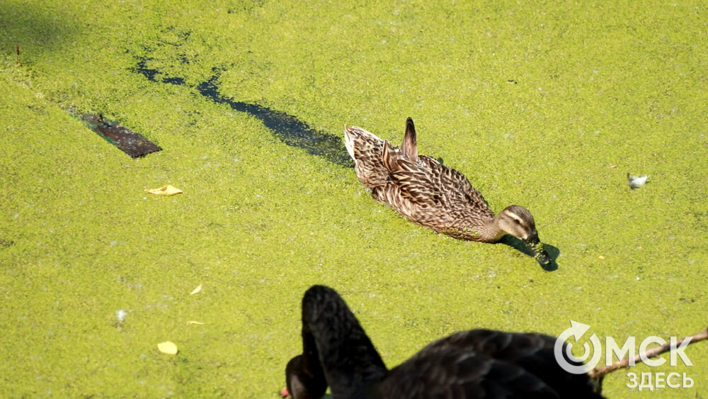 Большереченский зоопарк устроил для гостей показательные кормления хищников.