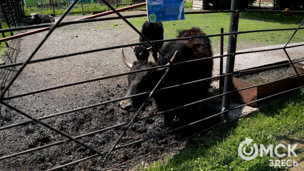 Большереченский зоопарк устроил для гостей показательные кормления хищников.