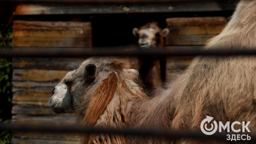 Большереченский зоопарк устроил для гостей показательные кормления хищников.