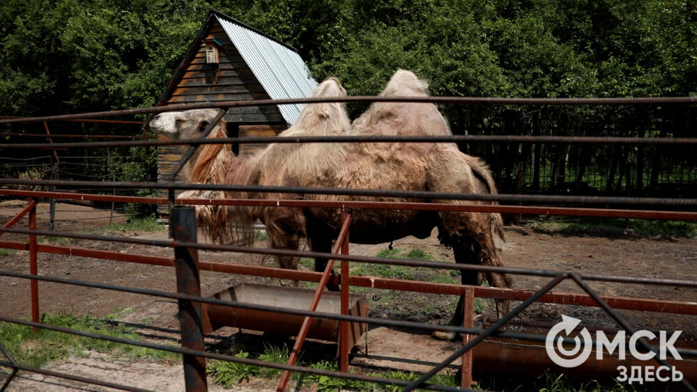 Большереченский зоопарк устроил для гостей показательные кормления хищников.