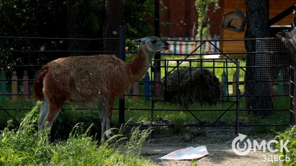 Большереченский зоопарк устроил для гостей показательные кормления хищников.