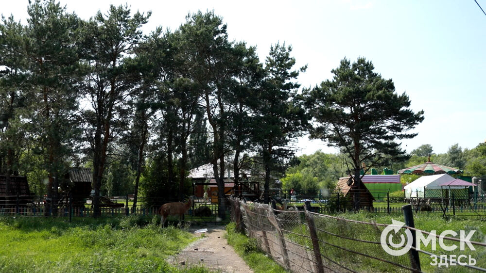 Большереченский зоопарк устроил для гостей показательные кормления хищников.