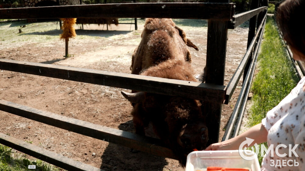 Большереченский зоопарк устроил для гостей показательные кормления хищников.