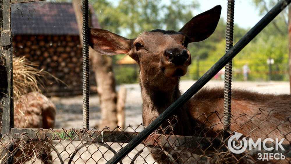 Большереченский зоопарк устроил для гостей показательные кормления хищников.