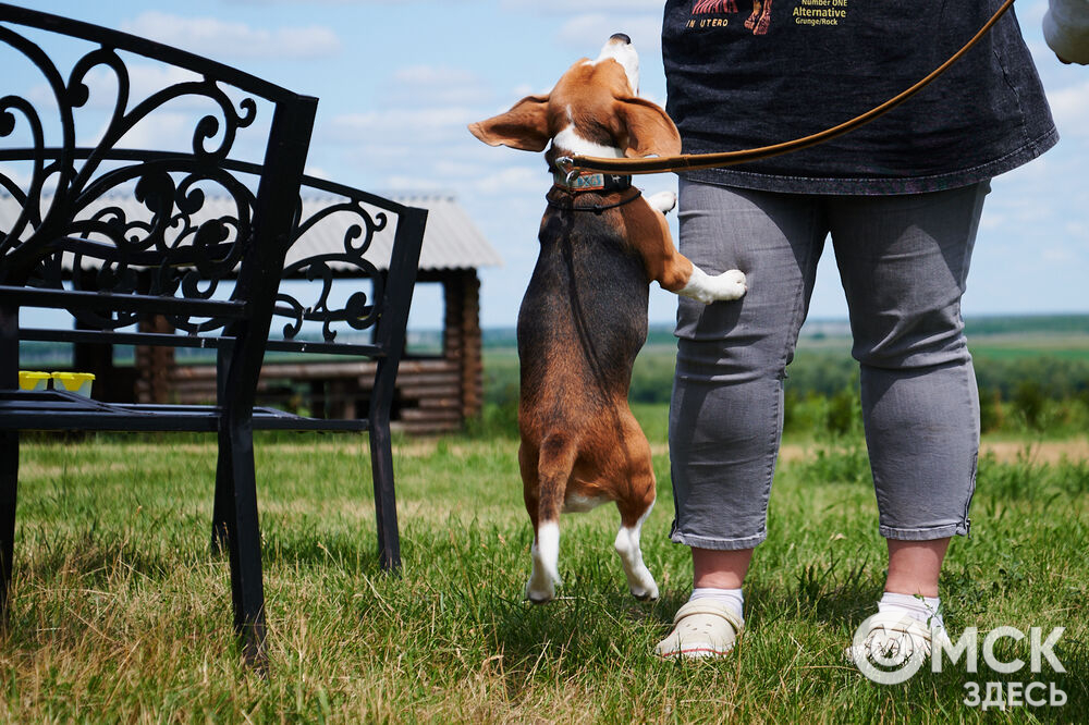 В Омской области реализовали новый проект для любителей собак, объединяющий обучение и отдых. Фото: Илья Петров