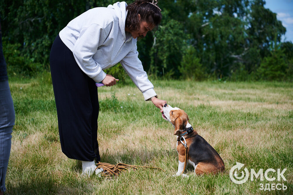 В Омской области реализовали новый проект для любителей собак, объединяющий обучение и отдых. Фото: Илья Петров