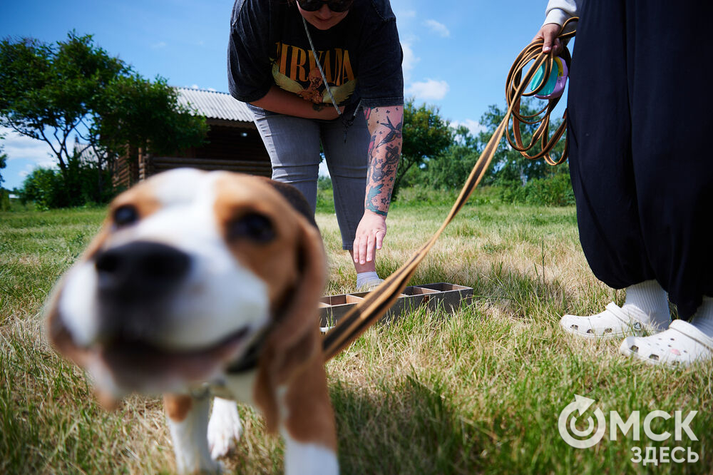В Омской области реализовали новый проект для любителей собак, объединяющий обучение и отдых. Фото: Илья Петров