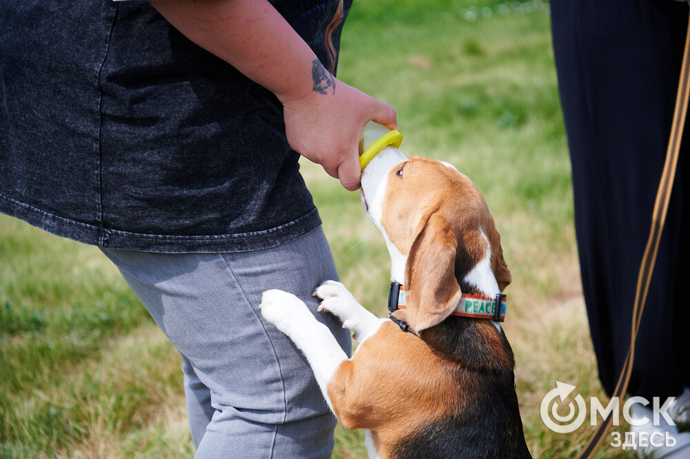 В Омской области реализовали новый проект для любителей собак, объединяющий обучение и отдых. Фото: Илья Петров