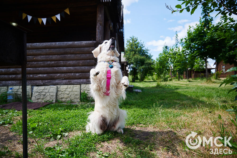В Омской области реализовали новый проект для любителей собак, объединяющий обучение и отдых. Фото: Илья Петров