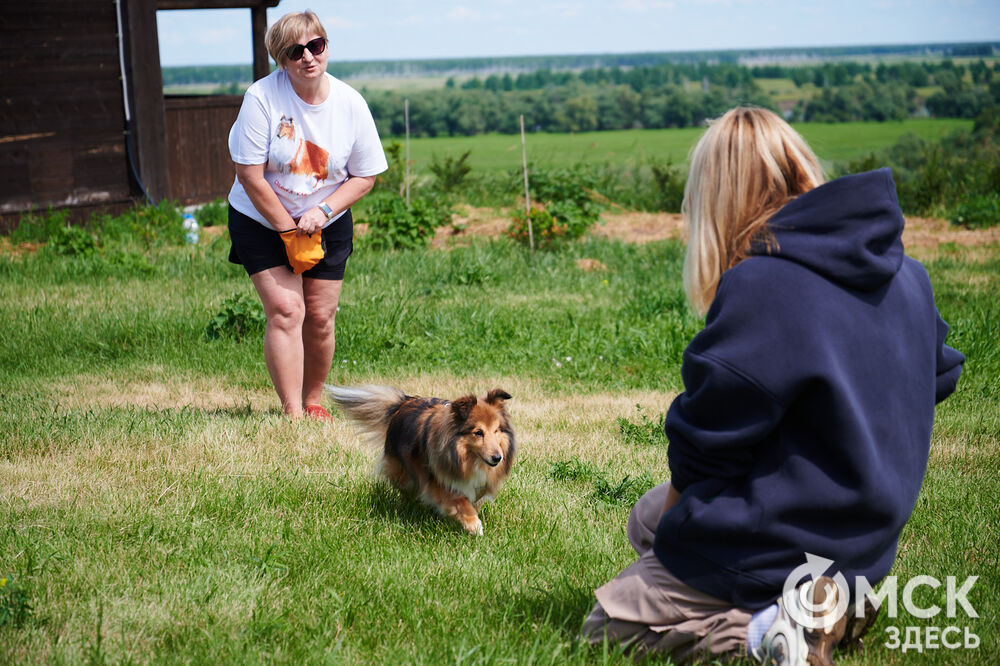 В Омской области реализовали новый проект для любителей собак, объединяющий обучение и отдых. Фото: Илья Петров