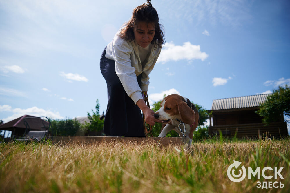 В Омской области реализовали новый проект для любителей собак, объединяющий обучение и отдых. Фото: Илья Петров