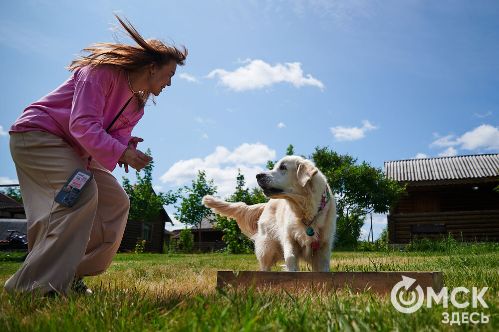 В Омской области реализовали новый проект для любителей собак, объединяющий обучение и отдых. Фото: Илья Петров