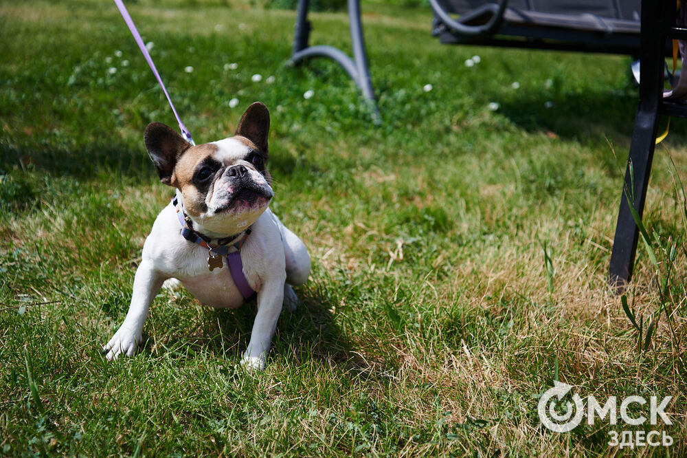 В Омской области реализовали новый проект для любителей собак, объединяющий обучение и отдых. Фото: Илья Петров