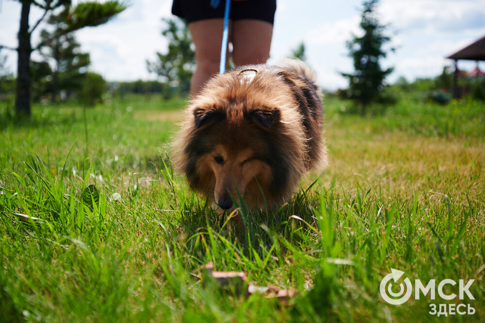 В Омской области реализовали новый проект для любителей собак, объединяющий обучение и отдых. Фото: Илья Петров