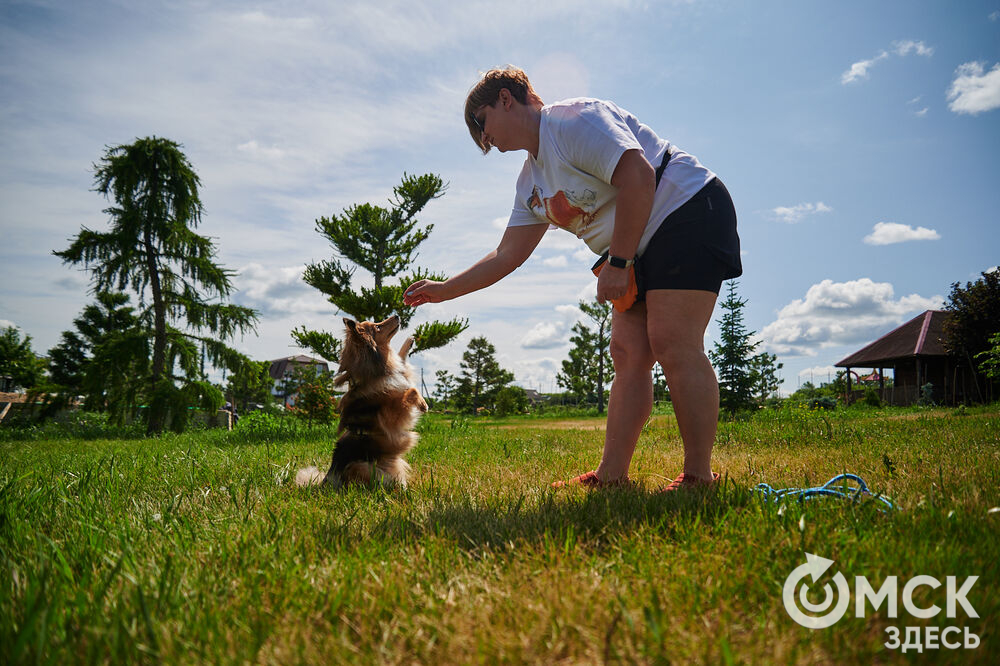 В Омской области реализовали новый проект для любителей собак, объединяющий обучение и отдых. Фото: Илья Петров