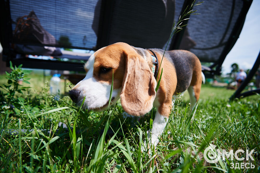 В Омской области реализовали новый проект для любителей собак, объединяющий обучение и отдых. Фото: Илья Петров