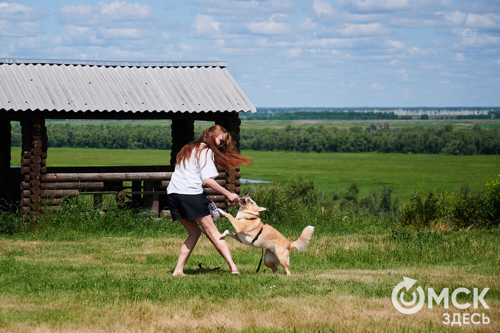 В Омской области реализовали новый проект для любителей собак, объединяющий обучение и отдых. Фото: Илья Петров