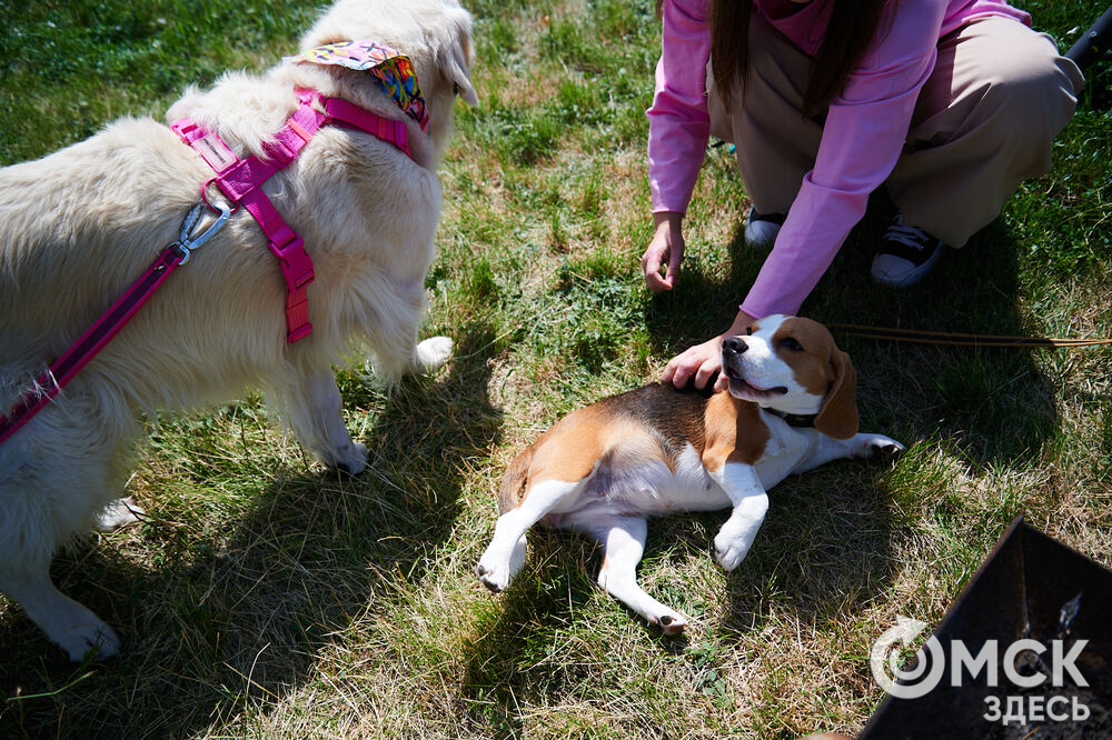 В Омской области реализовали новый проект для любителей собак, объединяющий обучение и отдых. Фото: Илья Петров