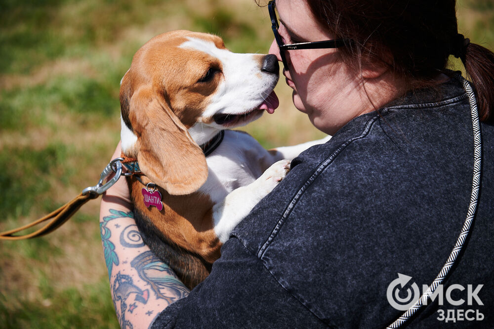 В Омской области реализовали новый проект для любителей собак, объединяющий обучение и отдых. Фото: Илья Петров