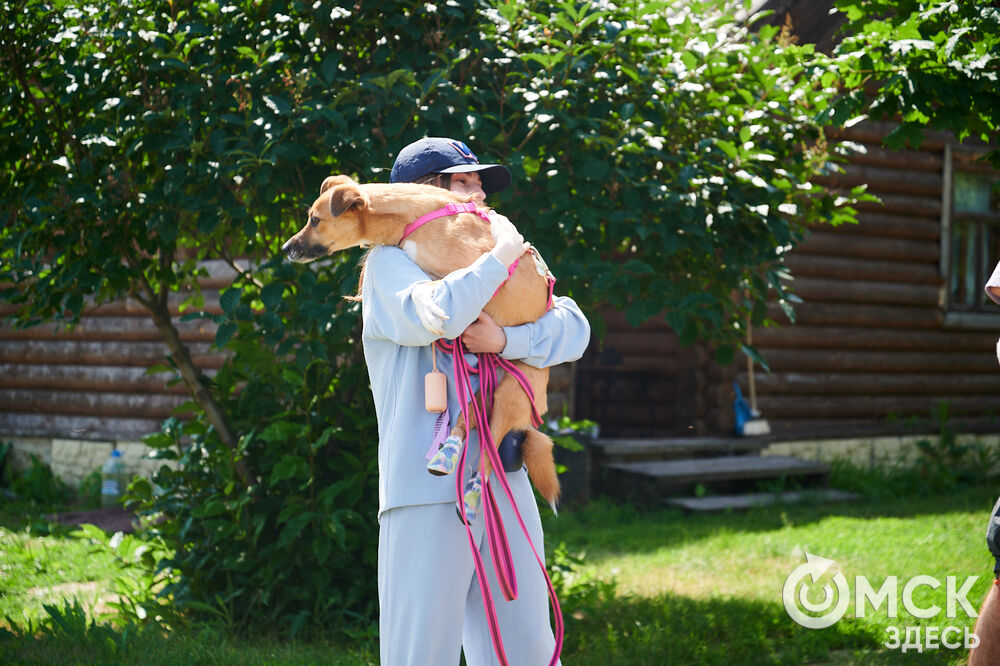 В Омской области реализовали новый проект для любителей собак, объединяющий обучение и отдых. Фото: Илья Петров