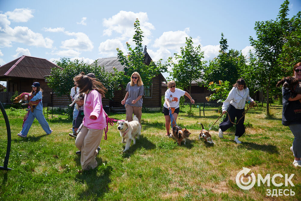 В Омской области реализовали новый проект для любителей собак, объединяющий обучение и отдых. Фото: Илья Петров