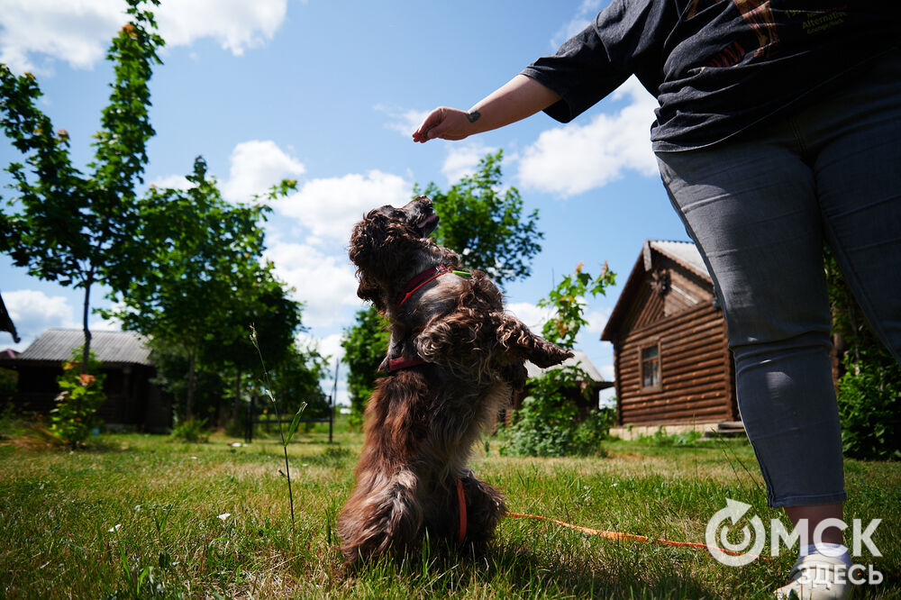 В Омской области реализовали новый проект для любителей собак, объединяющий обучение и отдых. Фото: Илья Петров