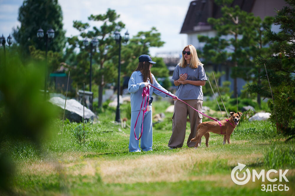 В Омской области реализовали новый проект для любителей собак, объединяющий обучение и отдых. Фото: Илья Петров