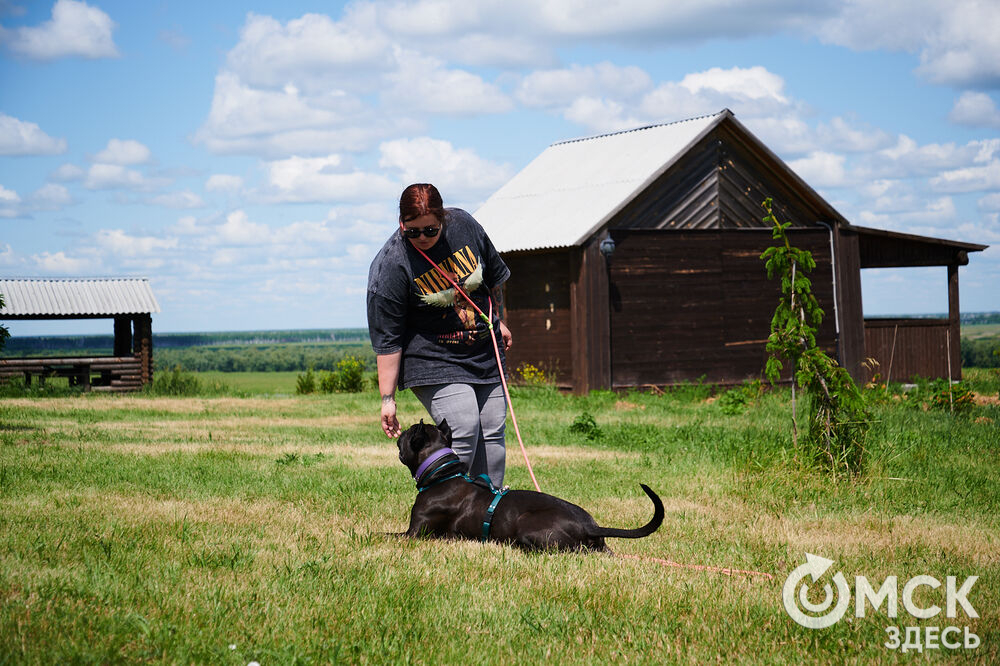 В Омской области реализовали новый проект для любителей собак, объединяющий обучение и отдых. Фото: Илья Петров