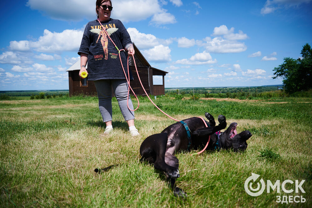В Омской области реализовали новый проект для любителей собак, объединяющий обучение и отдых. Фото: Илья Петров