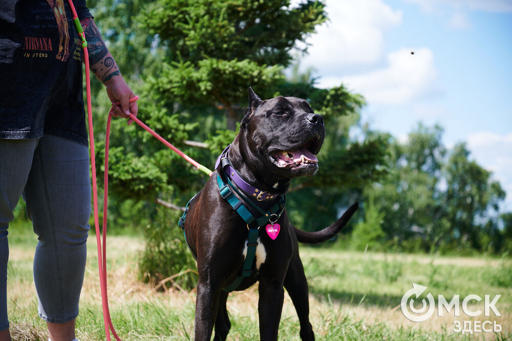 В Омской области реализовали новый проект для любителей собак, объединяющий обучение и отдых. Фото: Илья Петров