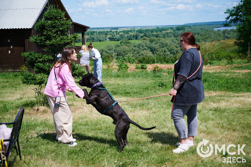 В Омской области реализовали новый проект для любителей собак, объединяющий обучение и отдых. Фото: Илья Петров