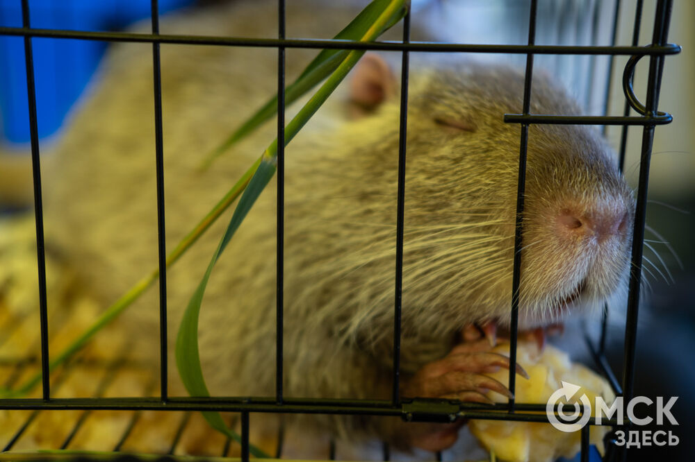 В Омске состоялся двадцатый по счёту фестиваль исторической реконструкции "Щит Сибири" (0+). Фото: Елизавета Медведева