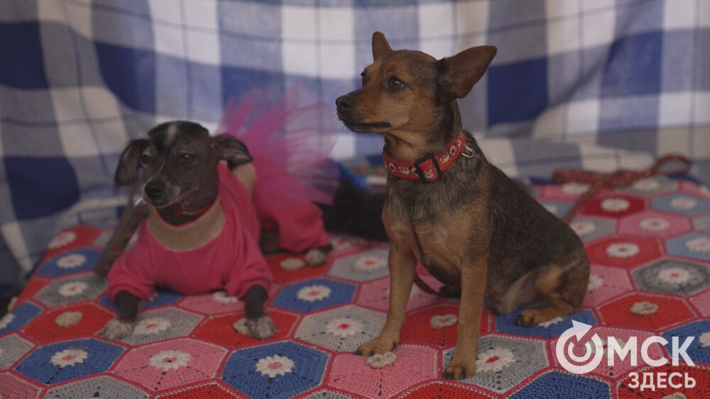 В арт-галерее под стеклянным куполом открылась благотворительная выставка.