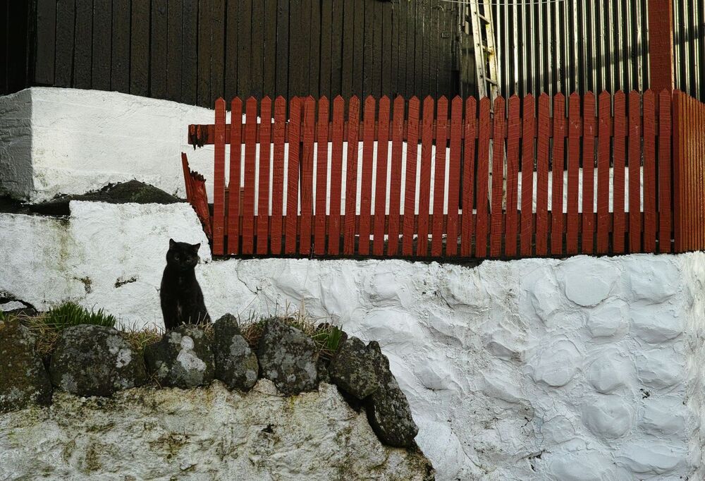 Юрий Пальмин. Экспозиция "Котофот"