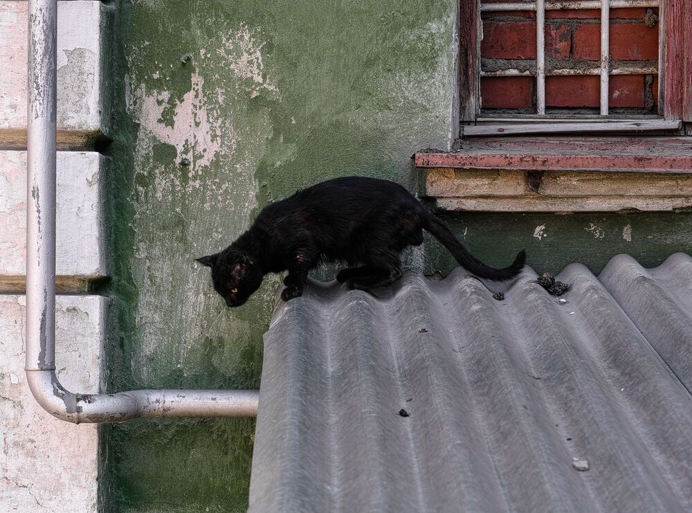 Юрий Пальмин. Экспозиция "Котофот"