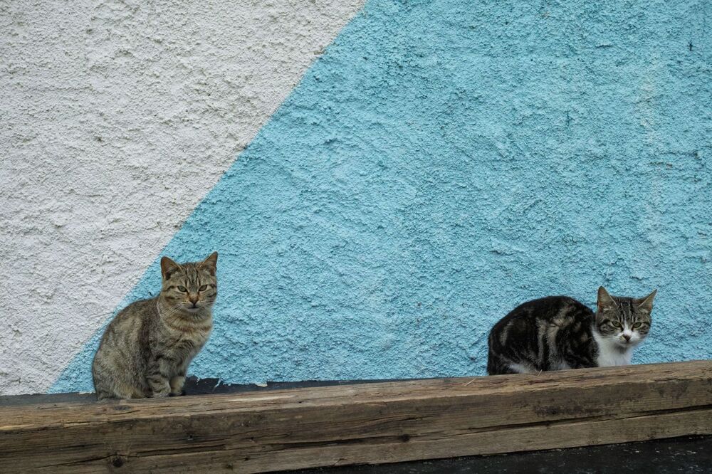 Юрий Пальмин. Экспозиция "Котофот"