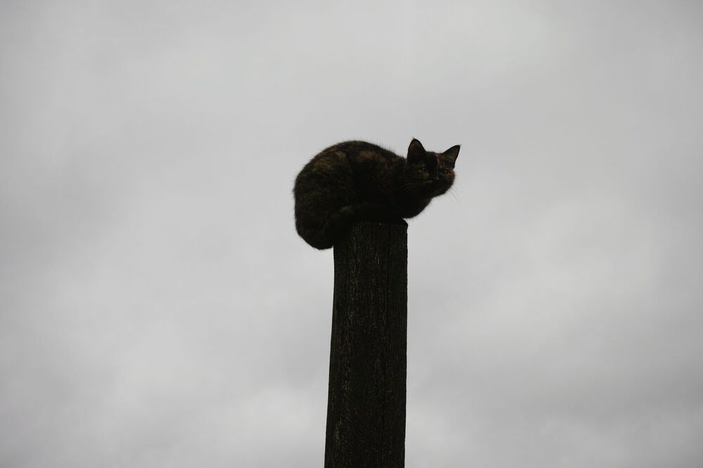 Юрий Пальмин. Экспозиция "Котофот"