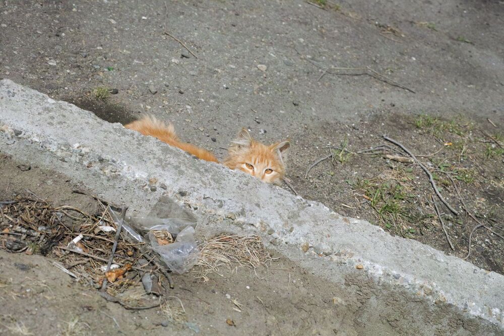 Юрий Пальмин. Экспозиция "Котофот"