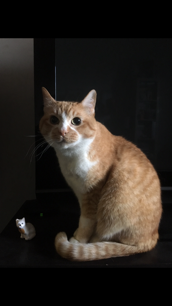 Юрий Пальмин. Экспозиция "Котофот"