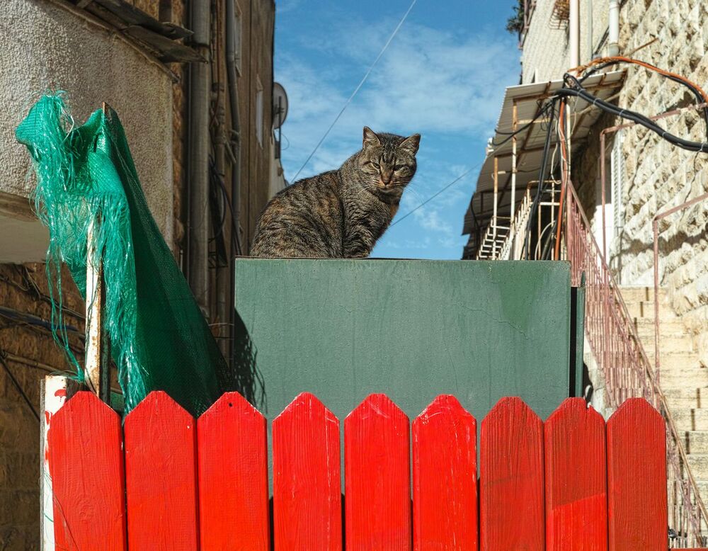 Юрий Пальмин. Экспозиция "Котофот"