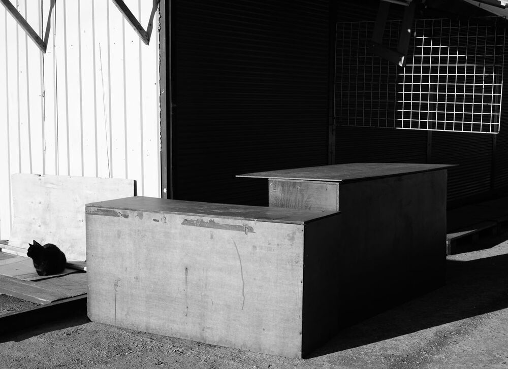 Юрий Пальмин. Экспозиция "Котофот"