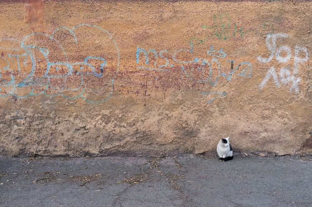 Юрий Пальмин. Экспозиция "Котофот"