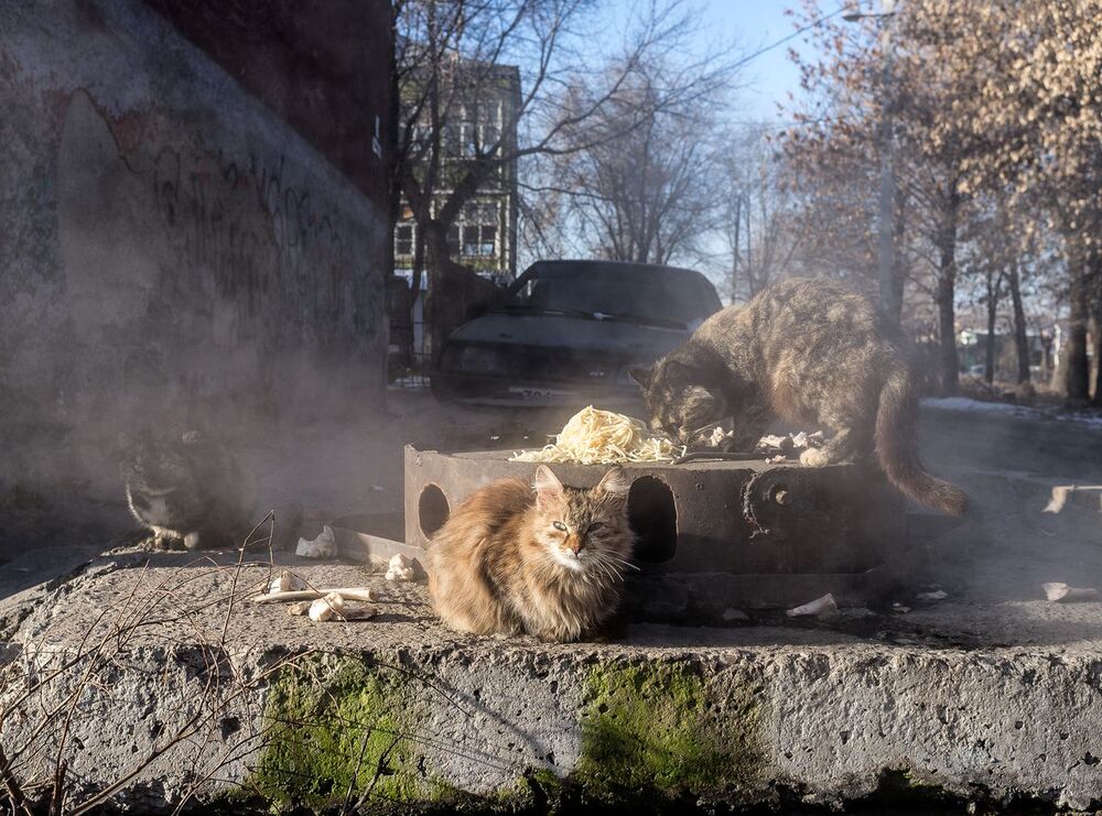 Юрий Пальмин. Экспозиция "Котофот"